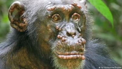 Confirman los primeros casos de lepra en chimpancés salvajes