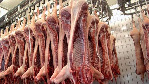 Mejora de precios posibilitó crecimiento de ingresos por exportaciones porcinas