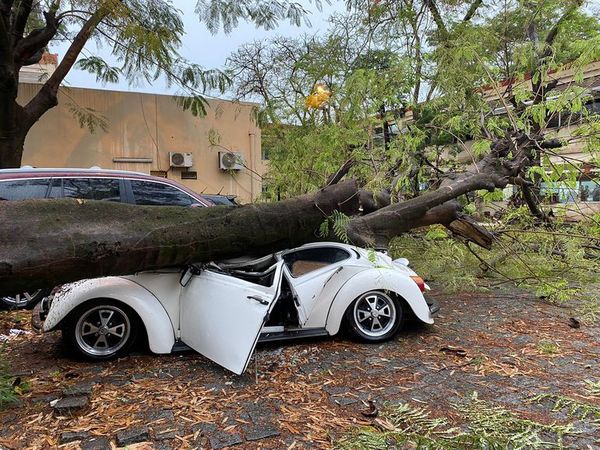 IPS: árbol cayó sobre vehículos estacionados y un Fusca quedó destrozado - Nacionales - ABC Color