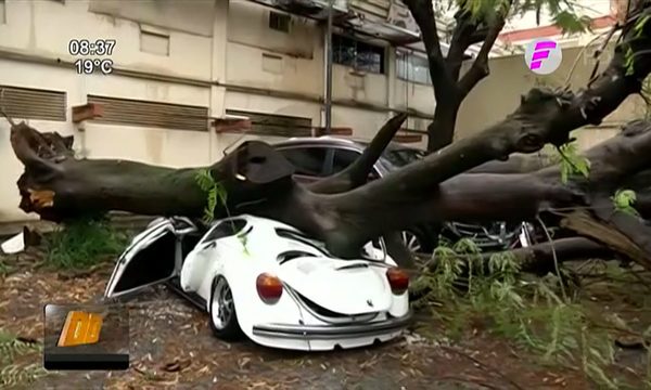 Árbol cae sobre vehículos en IPS Central | Telefuturo