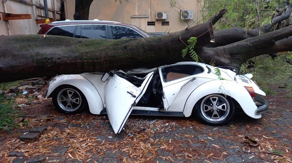 Árbol cae y aplasta un Fusca en el estacionamiento de IPS