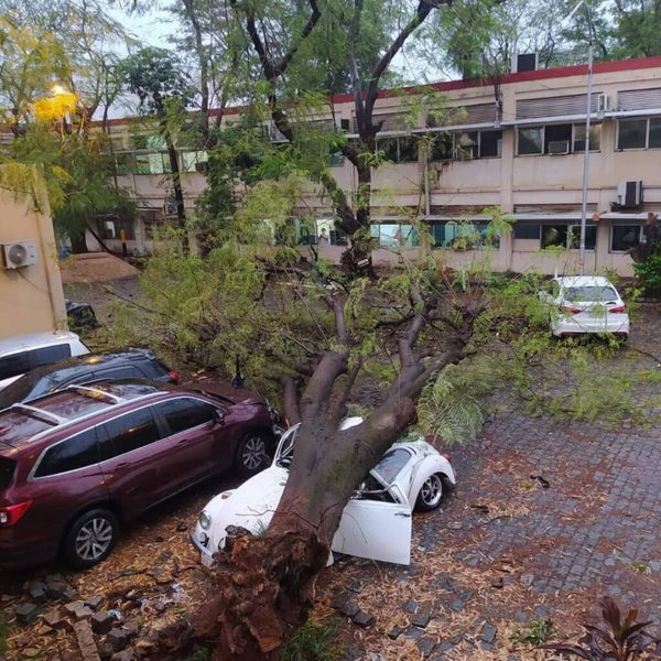 Árbol cae sobre vehículos en IPS central | OnLivePy