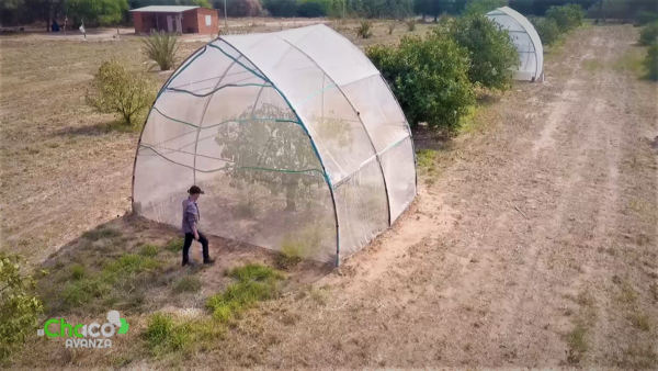 Desde los inicios los colonos siempre tuvieron gran interés por las plantas