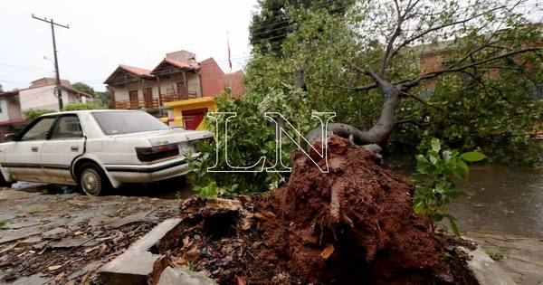 La Nación / Árboles caídos y semáforos fuera de servicio deja temporal en Asunción