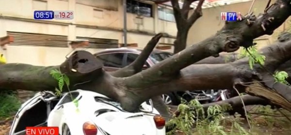 Frondoso árbol cae sobre un automóvil en predio del IPS | Noticias Paraguay