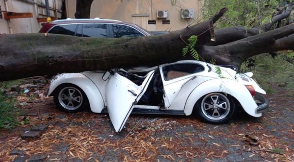 Árbol destrozó vehículo de un médico en el IPS