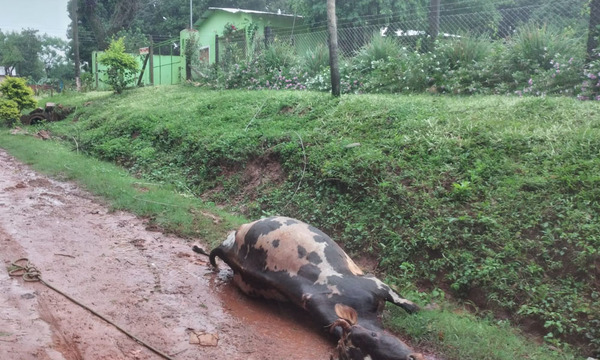 Cable suelto de ANDE ocasiona muerte de un vacuno en Coronel Oviedo - OviedoPress