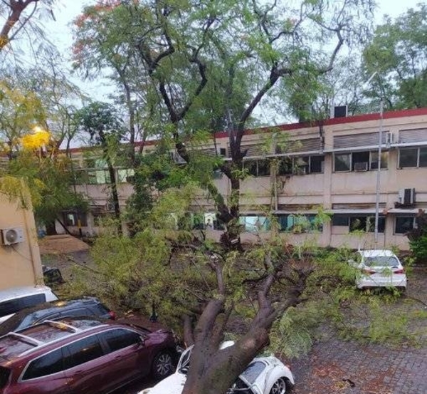 Diario HOY | Árbol de gran porte cayó sobre un vehículo en el predio del IPS a causa del temporal