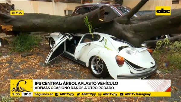 Un árbol cayó en IPS Central, aplastó un vehículo y ocasionó daños a otro - A la gran 730 - ABC Color