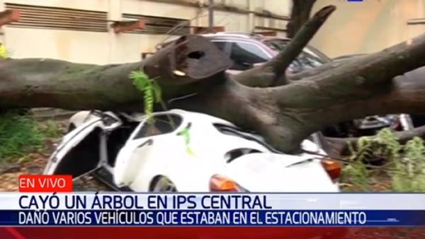 Frondoso árbol cae y aplasta a un automóvil en Hospital Central de IPS