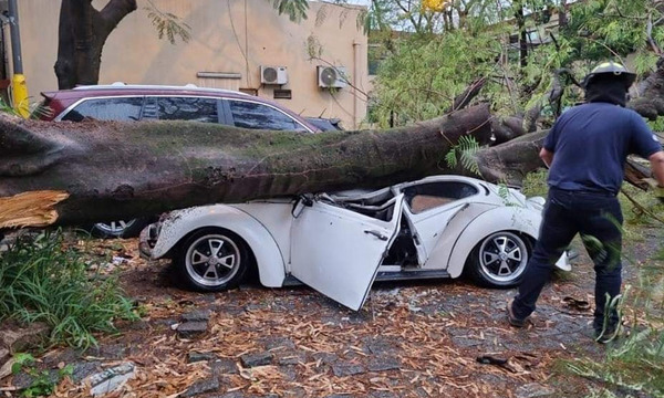 Árbol cae y destroza automovil en el estacionamiento del Hospital Central del IPS - OviedoPress
