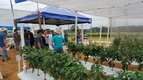 Preparan expo feria sobre producción hortícola en Paraguay