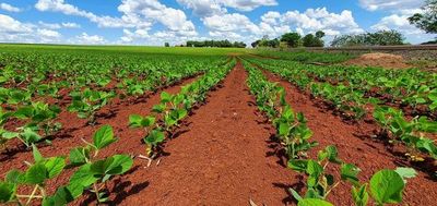 Lluvia favorece al cultivo de soja en Alto Paraná  - ABC en el Este - ABC Color