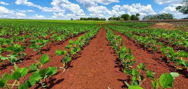 Lluvia favorece al cultivo de soja en Alto Paraná - ABC en el Este - ABC Color