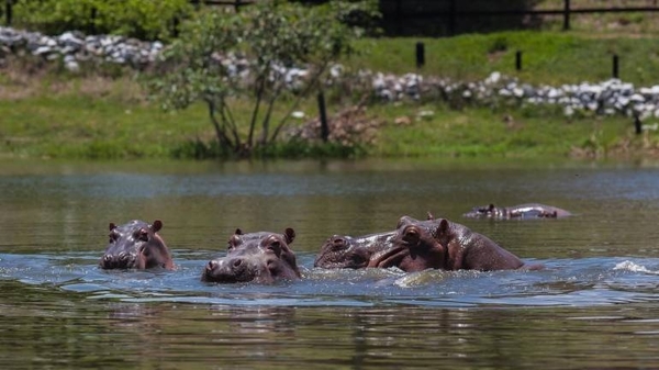 Diario HOY | Esterilizan 24 hipopótamos en Colombia, legado insólito de Pablo Escobar