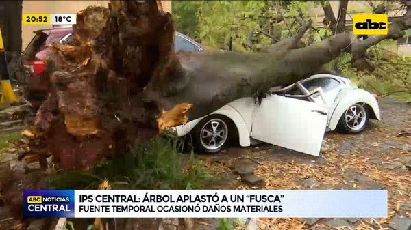 Árbol aplastó un fusca - ABC Noticias - ABC Color