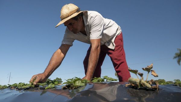 Valoran agricultura familiar en Día Mundial de la Alimentación