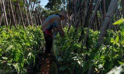 Nace ARA, iniciativa para valorizar la agricultura familiar paraguaya – Prensa 5