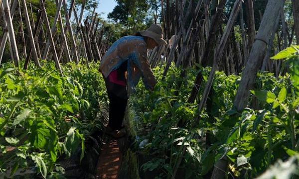 Nace ARA, iniciativa para valorizar la agricultura familiar paraguaya – Prensa 5