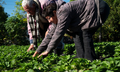 Nace ARA, iniciativa para valorizar la agricultura familiar paraguaya - OviedoPress
