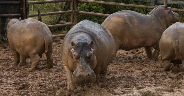 La Nación / Esterilizan 24 hipopótamos en Colombia, legado insólito de Pablo Escobar