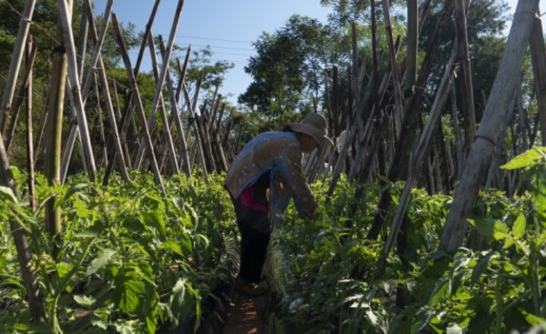 Nace ARA, iniciativa para valorizar la agricultura familiar paraguaya