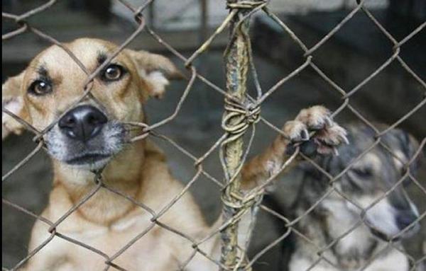 DIDESANI: trabajan para erradicar el maltrato animal