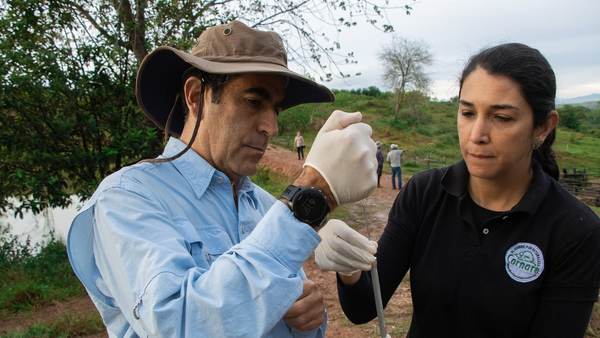 Inicia en Colombia un plan experimental de inmunocastración de los hipopótamos de Pablo Escobar | Ñanduti