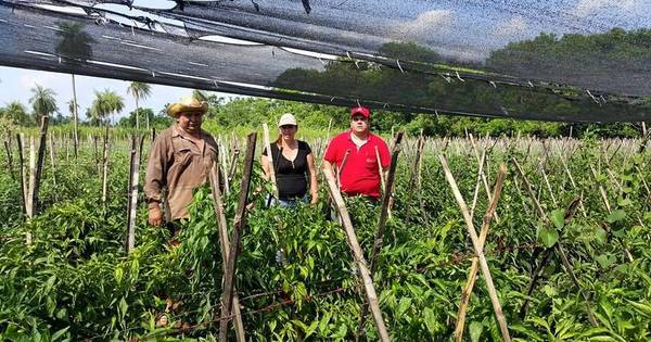 La Nación / Instan a consumidores a contribuir con ODS y optar por productos de la agricultura familiar