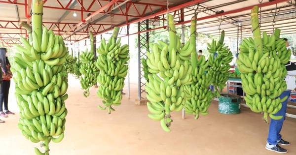 La Nación / Buenos precios impulsan envíos de banana a Argentina