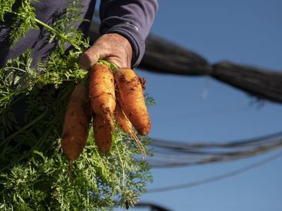 Organizan una serie de actividades para valorizar la agricultura familiar paraguaya - Nacionales - ABC Color