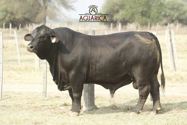 Hoy lunes, Ferusa remata reproductores Brangus y Braford de Estancia Aguarica