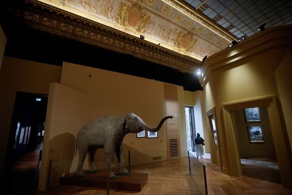 Los animales de la realeza francesa vuelven al Palacio de Versalles - Mascotas - ABC Color