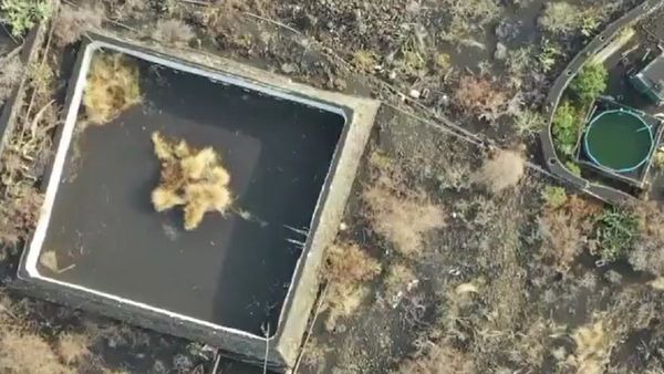 Tratarán de rescatar con drones a animales cercados por lava