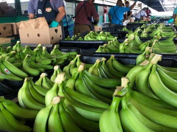 Paraguay, cerquita de superar récord de exportación de bananas a Argentina