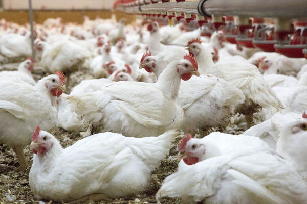 Sector avícola, preocupado por ingreso masivo de contrabando