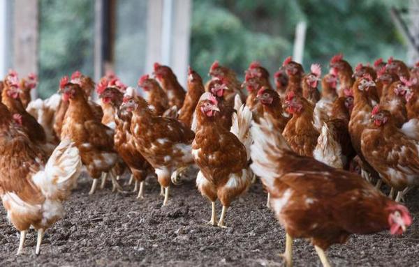 Incremento del contrabando golpea al sector avícola