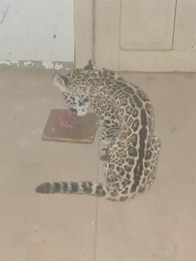 Rescatan a pequeño yaguareté en el Chaco  - Nacionales - ABC Color