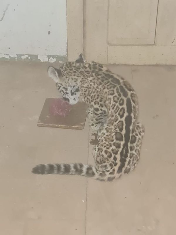 Rescatan a pequeño yaguareté en el Chaco - Nacionales - ABC Color