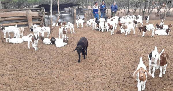 La Nación / Proyecto “Cabrito chaqueño” presenta los primeros resultados positivos