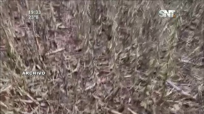 Economía en destaque: Producción de soja en Paraguay superaría los 10 millones de toneladas - SNT