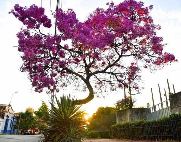 Temperaturas agradables seguirán este martes - Nacionales - ABC Color
