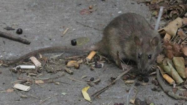Nueva York enfrenta un brote de una enfermedad transmitida por la orina de rata - .::Agencia IP::.