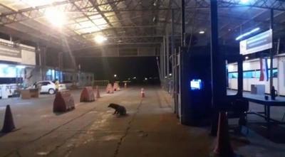 Fronteras siguen cerradas y crece incertidumbre de comerciantes – Prensa 5