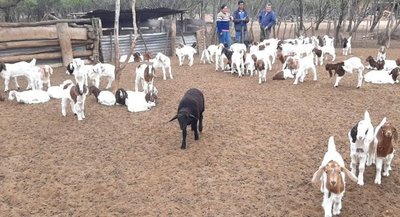 El proyecto del “Cabrito Chaqueño” ya genera un impacto positivo