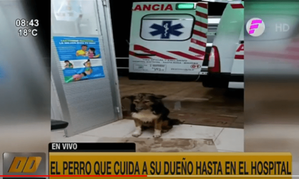 El perro que cuida a su dueña hasta en el hospital | Telefuturo