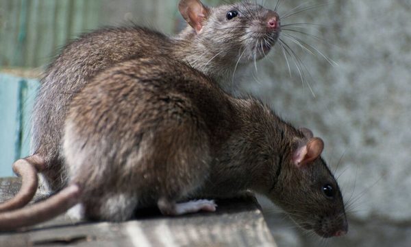 Alerta en Nueva York por aumento de casos de una enfermedad transmitida por ratas