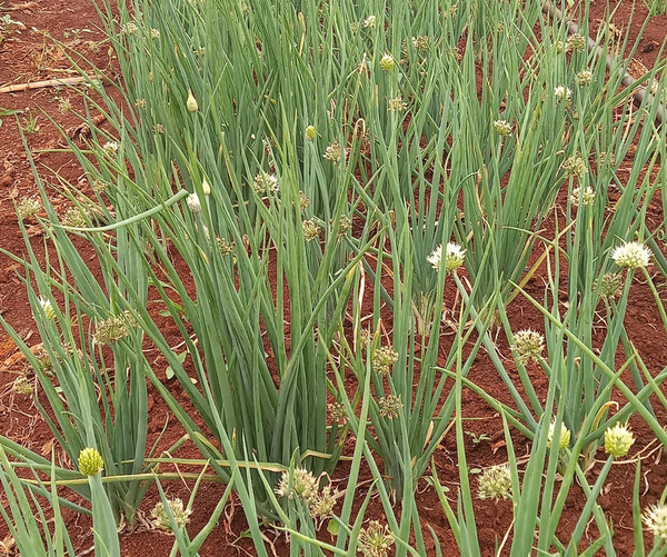 Productores denuncian supuesta falsificación de semillas hortícolas - La Clave