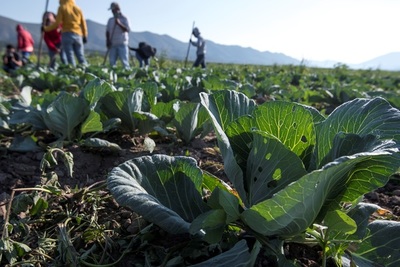Agricultores mexicanos advierten que reforma eléctrica subirá costos - MarketData