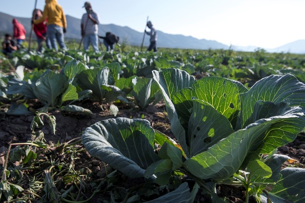 Agricultores mexicanos advierten que reforma eléctrica subirá costos - MarketData